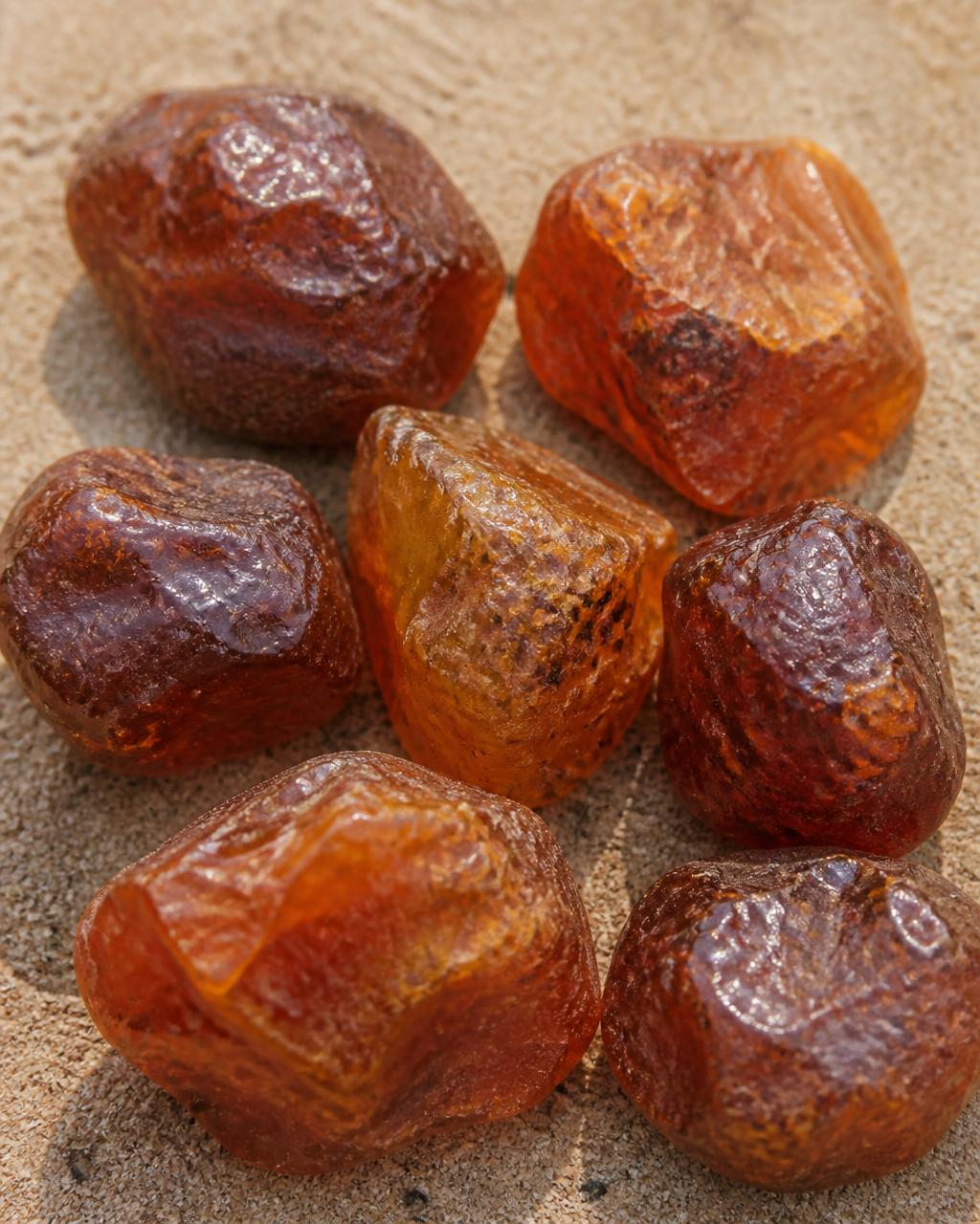 Sardo Amazônico
